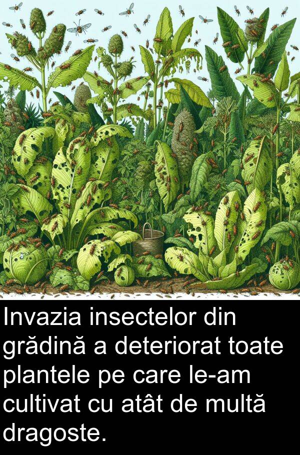 insectelor: Invazia insectelor din grădină a deteriorat toate plantele pe care le-am cultivat cu atât de multă dragoste.