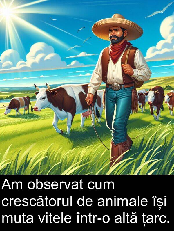 observat: Am observat cum crescătorul de animale își muta vitele într-o altă țarc.