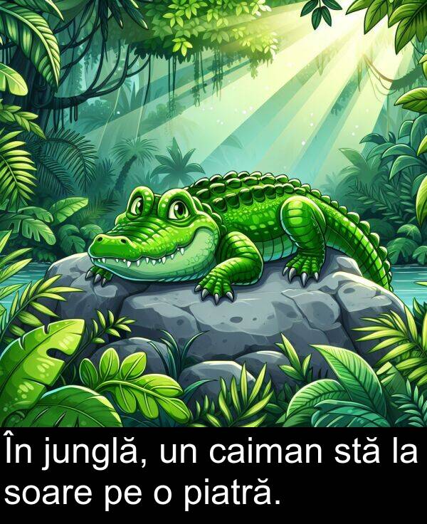 junglă: În junglă, un caiman stă la soare pe o piatră.