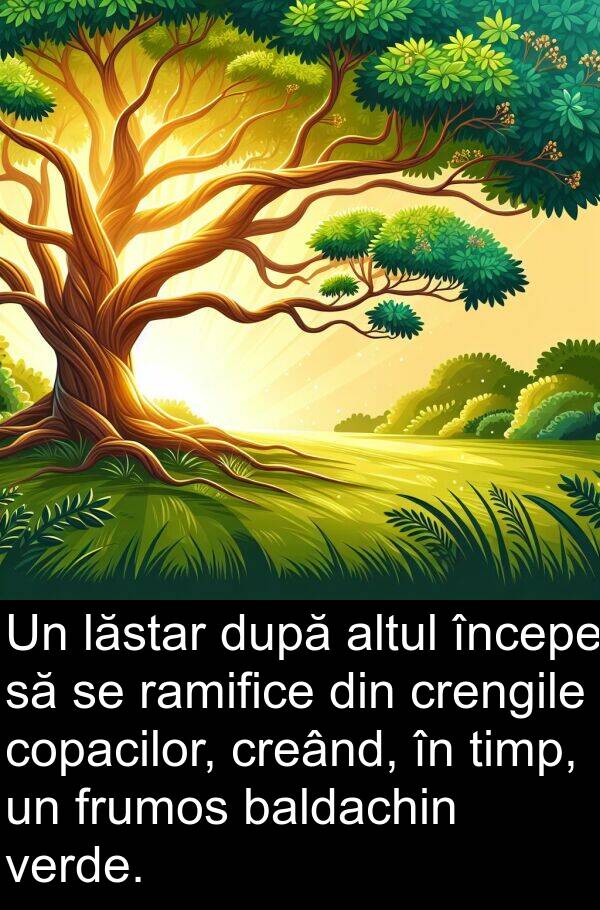 lăstar: Un lăstar după altul începe să se ramifice din crengile copacilor, creând, în timp, un frumos baldachin verde.