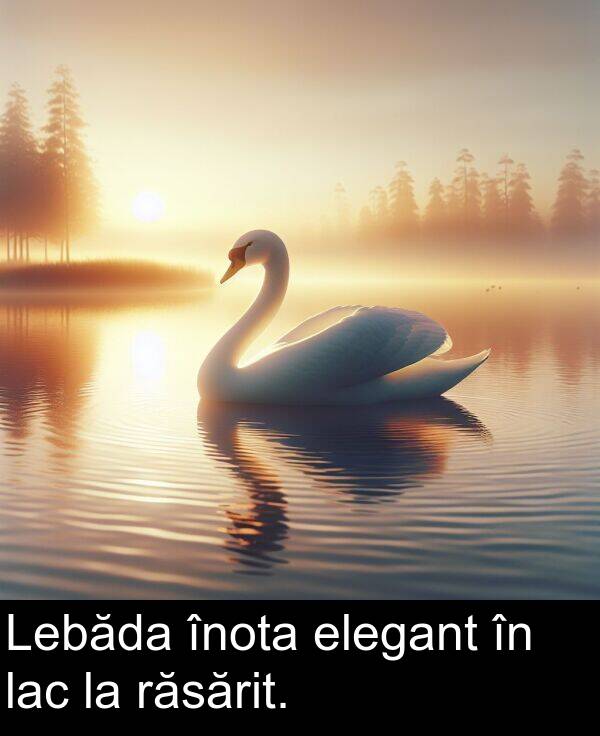 elegant: Lebăda înota elegant în lac la răsărit.