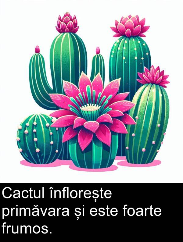 primăvara: Cactul înflorește primăvara și este foarte frumos.