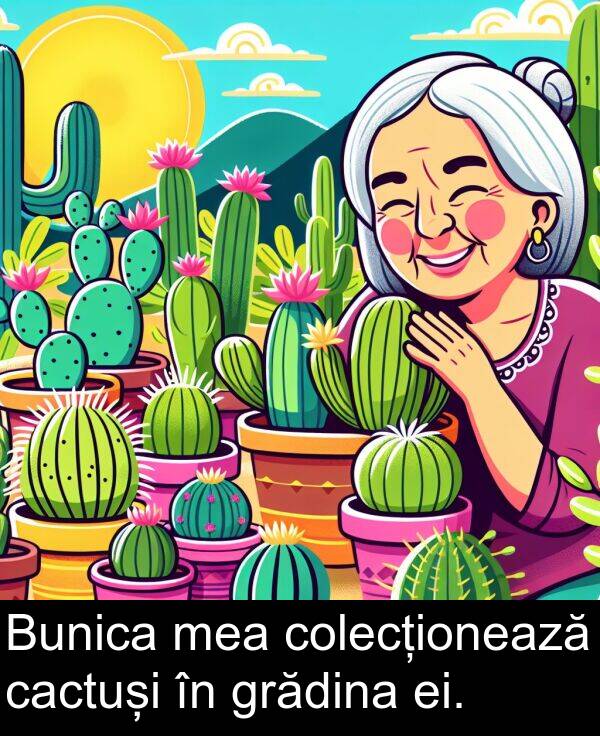 cactuși: Bunica mea colecționează cactuși în grădina ei.