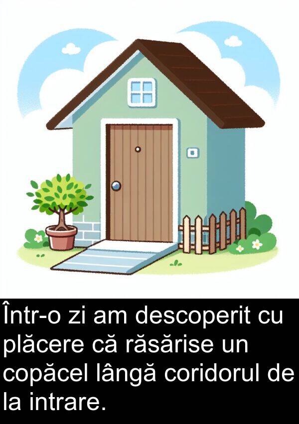 lângă: Într-o zi am descoperit cu plăcere că răsărise un copăcel lângă coridorul de la intrare.