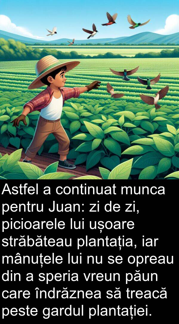 iar: Astfel a continuat munca pentru Juan: zi de zi, picioarele lui ușoare străbăteau plantația, iar mânuțele lui nu se opreau din a speria vreun păun care îndrăznea să treacă peste gardul plantației.