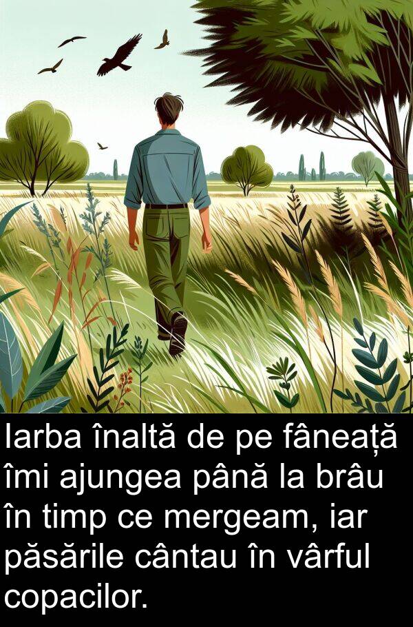 iar: Iarba înaltă de pe fâneață îmi ajungea până la brâu în timp ce mergeam, iar păsările cântau în vârful copacilor.