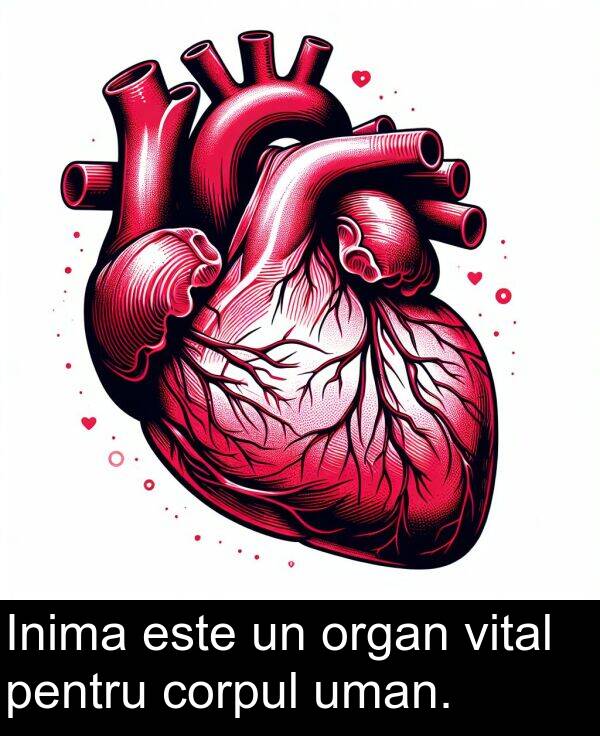 uman: Inima este un organ vital pentru corpul uman.