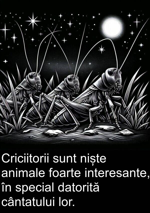 datorită: Criciitorii sunt niște animale foarte interesante, în special datorită cântatului lor.