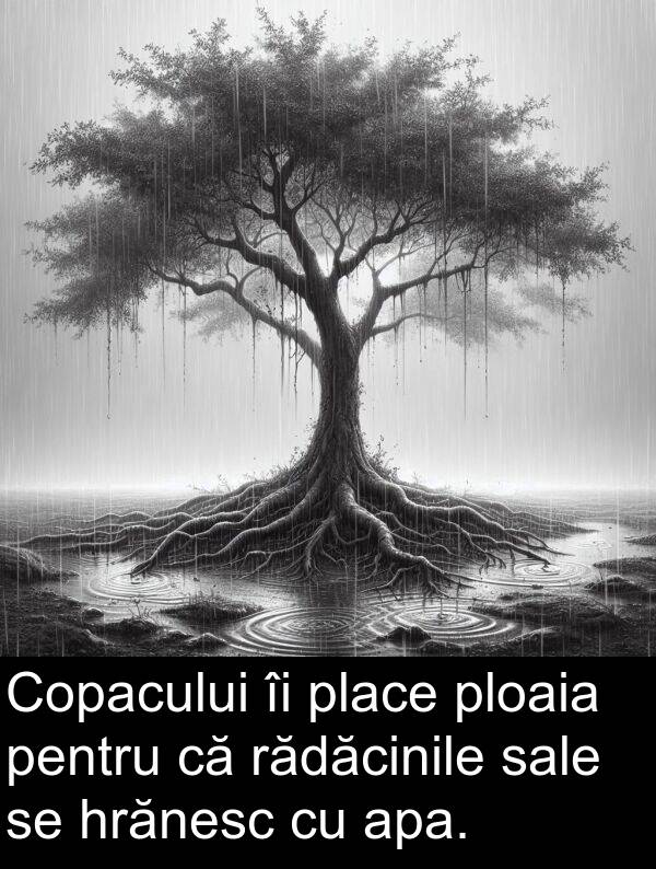 ploaia: Copacului îi place ploaia pentru că rădăcinile sale se hrănesc cu apa.