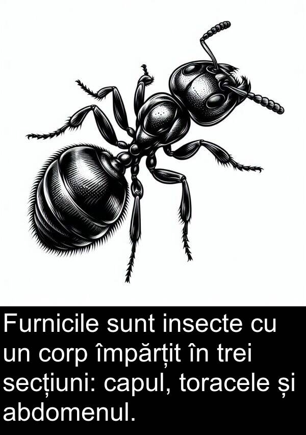 abdomenul: Furnicile sunt insecte cu un corp împărțit în trei secțiuni: capul, toracele și abdomenul.