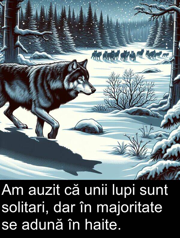 haite: Am auzit că unii lupi sunt solitari, dar în majoritate se adună în haite.