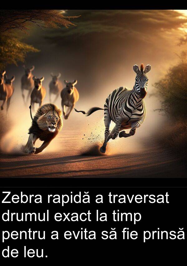 rapidă: Zebra rapidă a traversat drumul exact la timp pentru a evita să fie prinsă de leu.