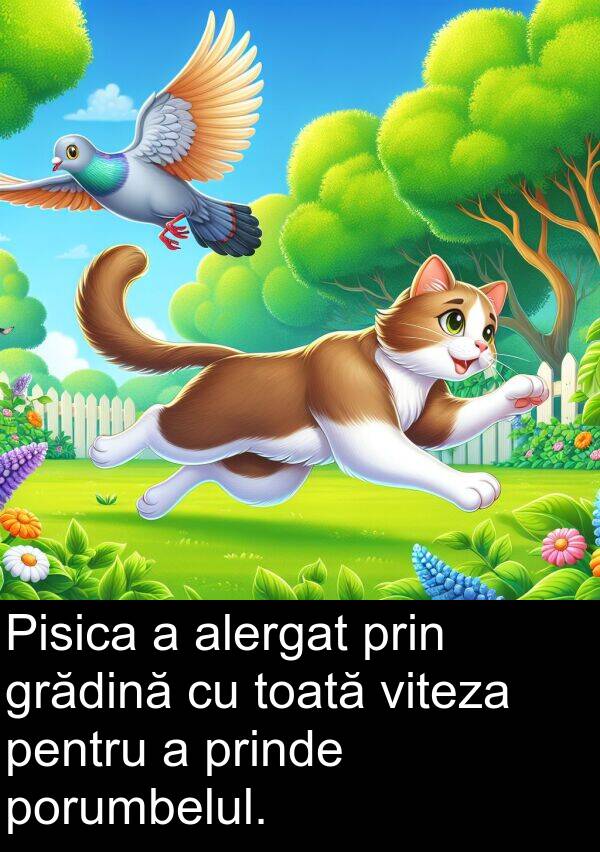 prin: Pisica a alergat prin grădină cu toată viteza pentru a prinde porumbelul.