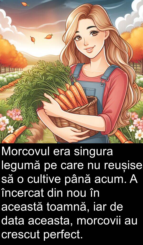 cultive: Morcovul era singura legumă pe care nu reușise să o cultive până acum. A încercat din nou în această toamnă, iar de data aceasta, morcovii au crescut perfect.