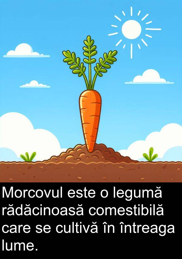 rădăcinoasă: Morcovul este o legumă rădăcinoasă comestibilă care se cultivă în întreaga lume.