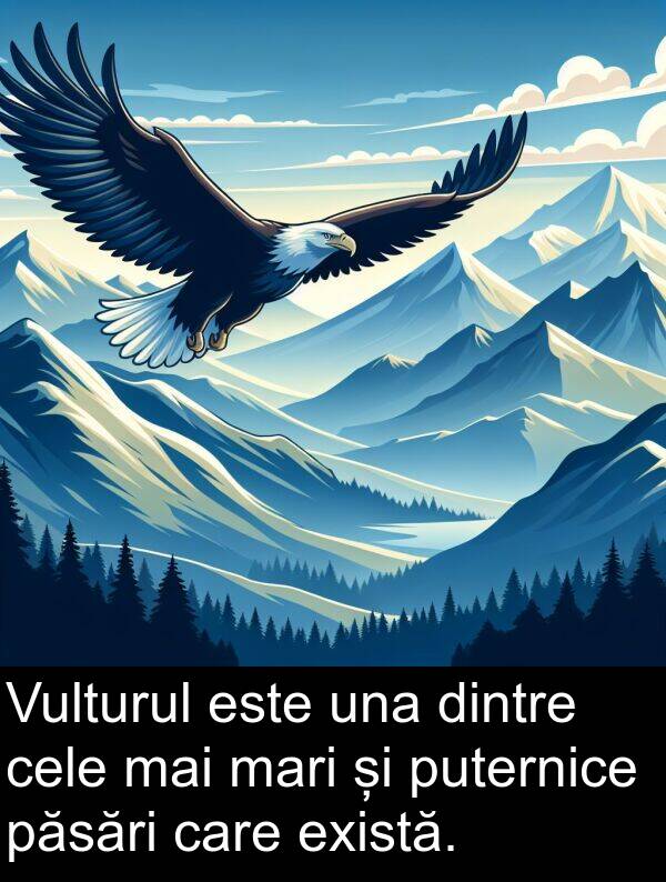 una: Vulturul este una dintre cele mai mari și puternice păsări care există.