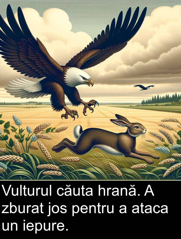 hrană: Vulturul căuta hrană. A zburat jos pentru a ataca un iepure.