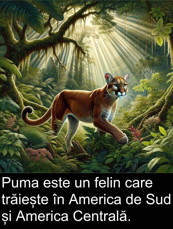 felin: Puma este un felin care trăiește în America de Sud și America Centrală.