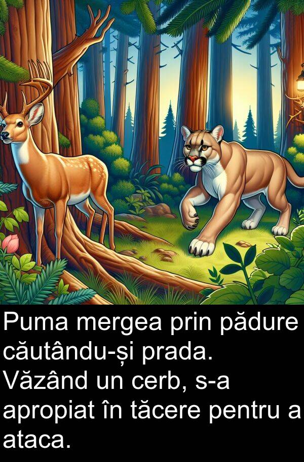 tăcere: Puma mergea prin pădure căutându-și prada. Văzând un cerb, s-a apropiat în tăcere pentru a ataca.