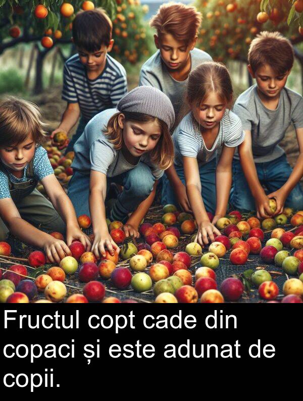 cade: Fructul copt cade din copaci și este adunat de copii.