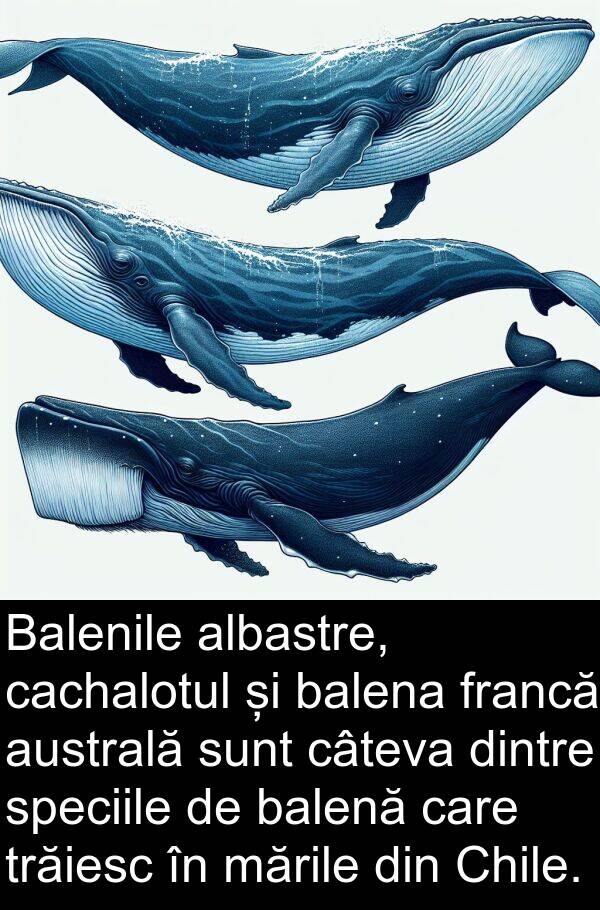 balenă: Balenile albastre, cachalotul și balena francă australă sunt câteva dintre speciile de balenă care trăiesc în mările din Chile.