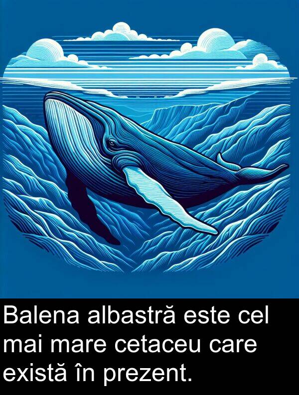 cel: Balena albastră este cel mai mare cetaceu care există în prezent.