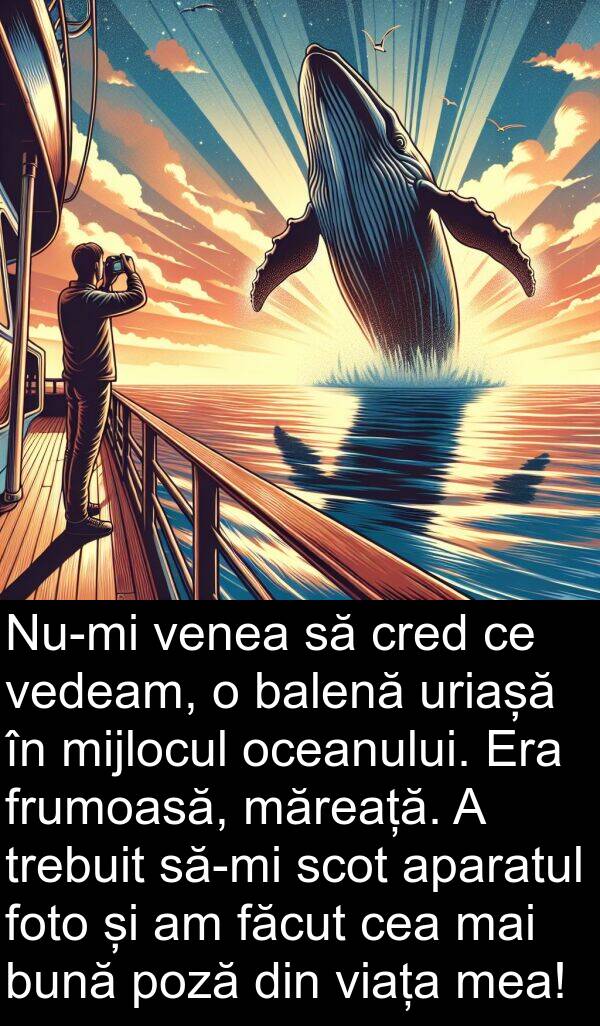 balenă: Nu-mi venea să cred ce vedeam, o balenă uriașă în mijlocul oceanului. Era frumoasă, măreață. A trebuit să-mi scot aparatul foto și am făcut cea mai bună poză din viața mea!