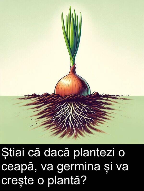 dacă: Știai că dacă plantezi o ceapă, va germina și va crește o plantă?