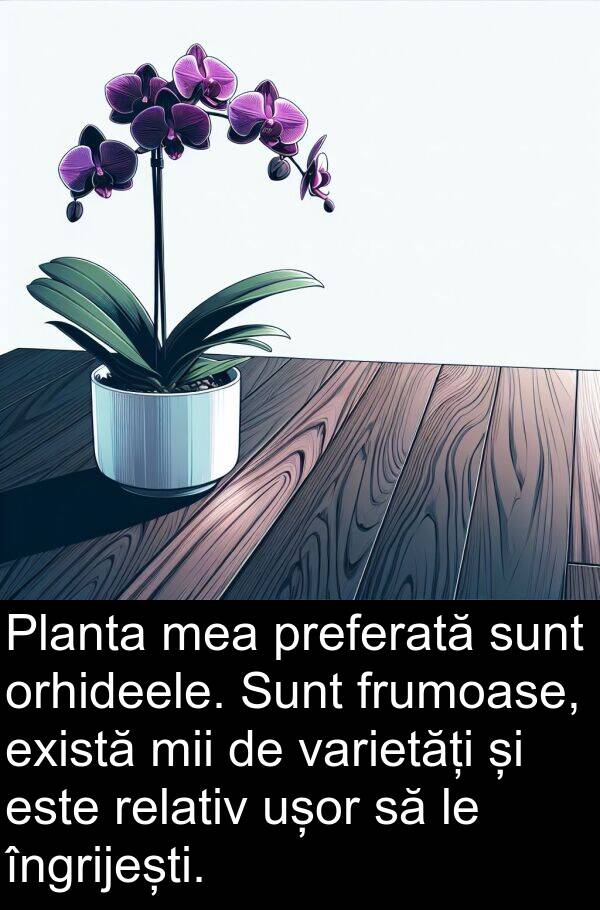 varietăți: Planta mea preferată sunt orhideele. Sunt frumoase, există mii de varietăți și este relativ ușor să le îngrijești.