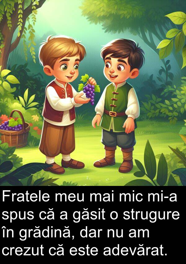 strugure: Fratele meu mai mic mi-a spus că a găsit o strugure în grădină, dar nu am crezut că este adevărat.