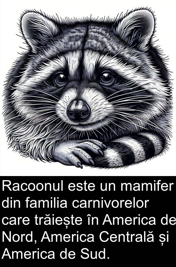 mamifer: Racoonul este un mamifer din familia carnivorelor care trăiește în America de Nord, America Centrală și America de Sud.