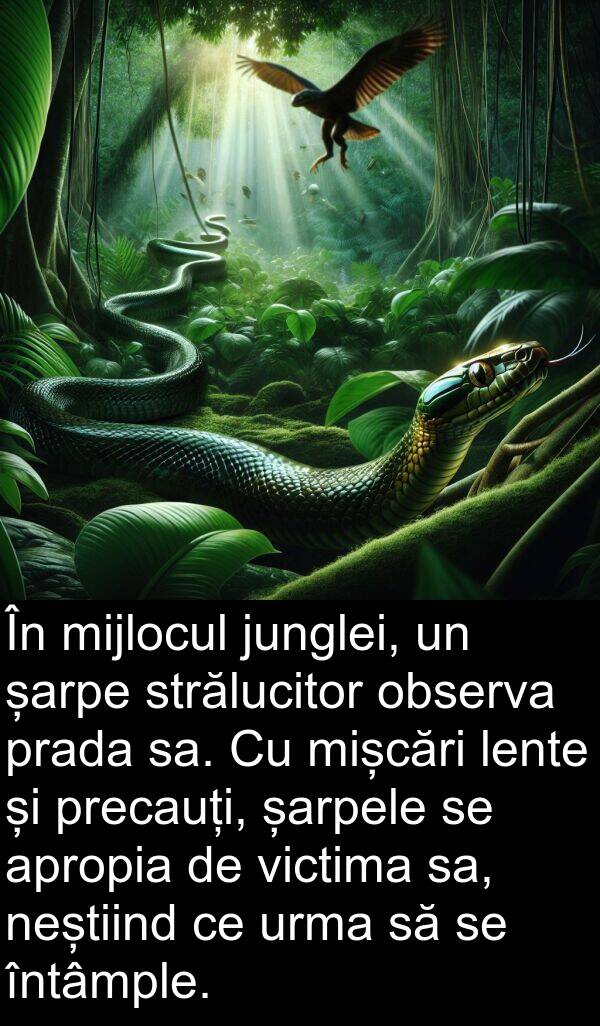 observa: În mijlocul junglei, un șarpe strălucitor observa prada sa. Cu mișcări lente și precauți, șarpele se apropia de victima sa, neștiind ce urma să se întâmple.