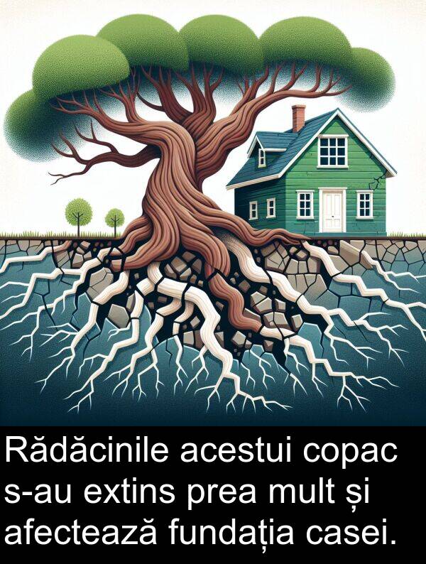 acestui: Rădăcinile acestui copac s-au extins prea mult și afectează fundația casei.