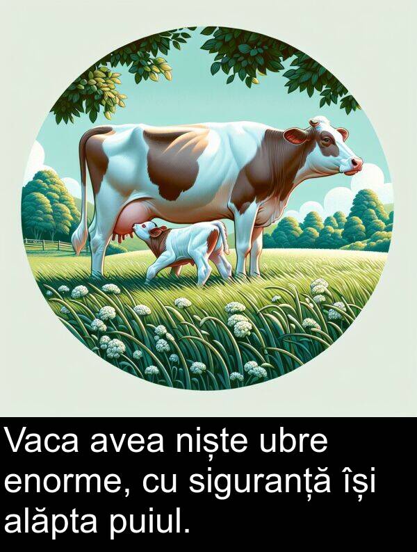 ubre: Vaca avea niște ubre enorme, cu siguranță își alăpta puiul.