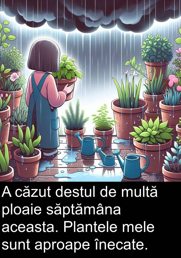 săptămâna: A căzut destul de multă ploaie săptămâna aceasta. Plantele mele sunt aproape înecate.