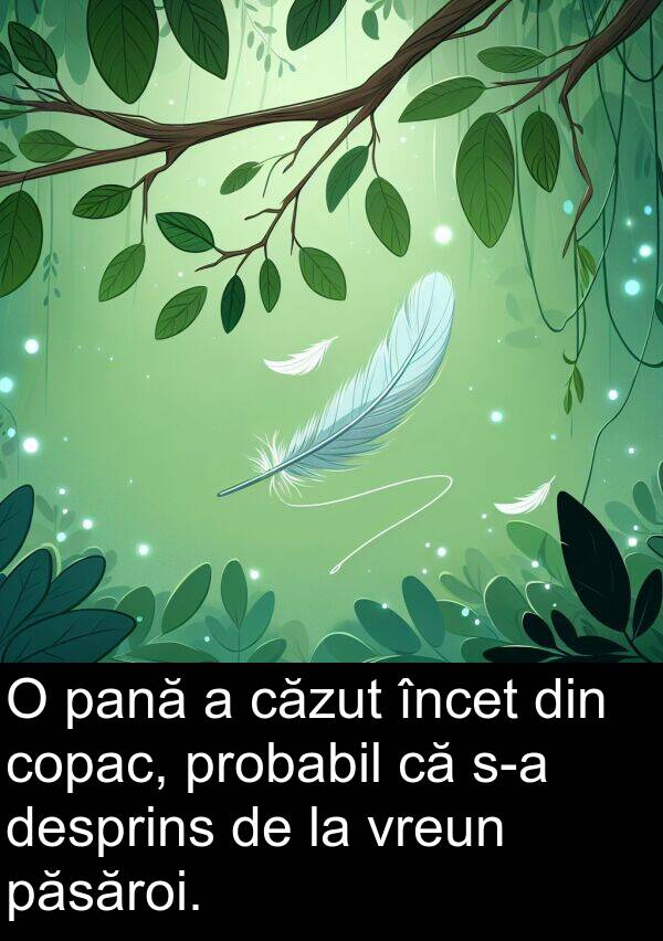 pană: O pană a căzut încet din copac, probabil că s-a desprins de la vreun păsăroi.