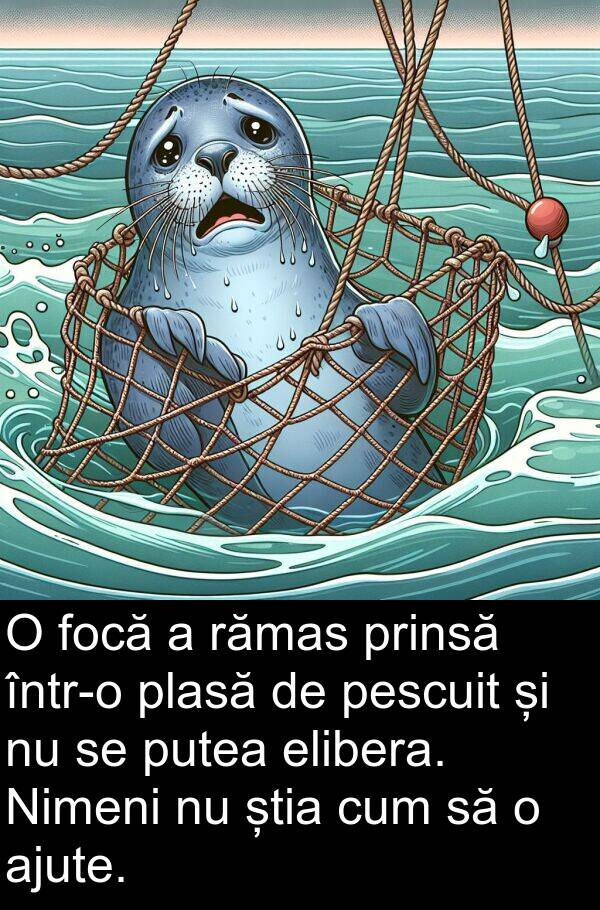 rămas: O focă a rămas prinsă într-o plasă de pescuit și nu se putea elibera. Nimeni nu știa cum să o ajute.
