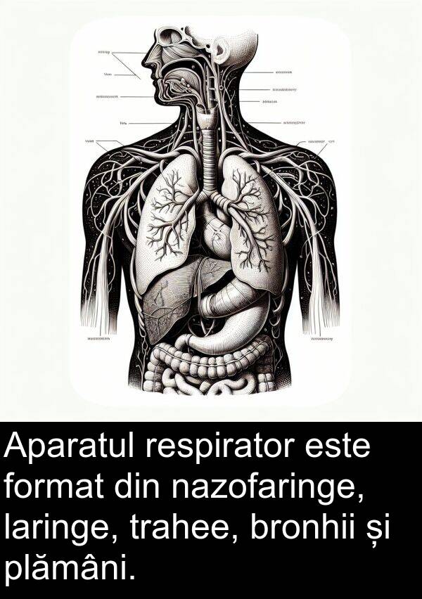 nazofaringe: Aparatul respirator este format din nazofaringe, laringe, trahee, bronhii și plămâni.