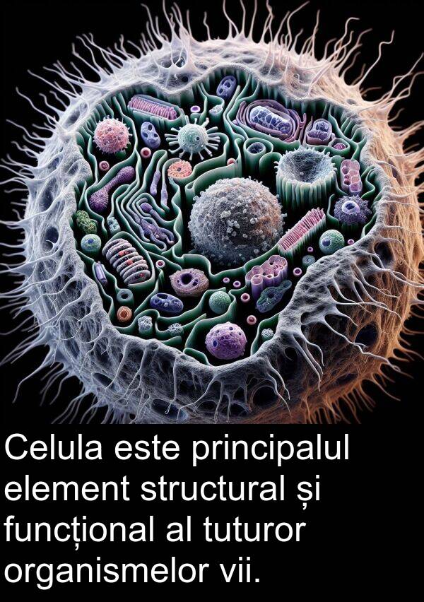 element: Celula este principalul element structural și funcțional al tuturor organismelor vii.