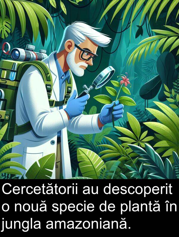 jungla: Cercetătorii au descoperit o nouă specie de plantă în jungla amazoniană.