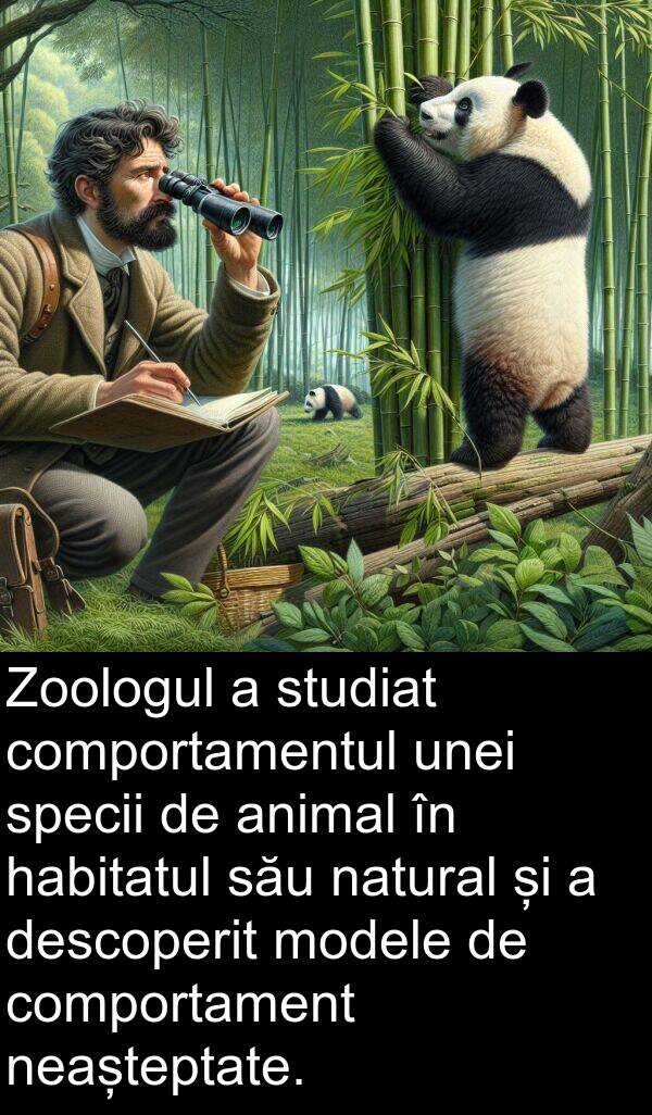 habitatul: Zoologul a studiat comportamentul unei specii de animal în habitatul său natural și a descoperit modele de comportament neașteptate.