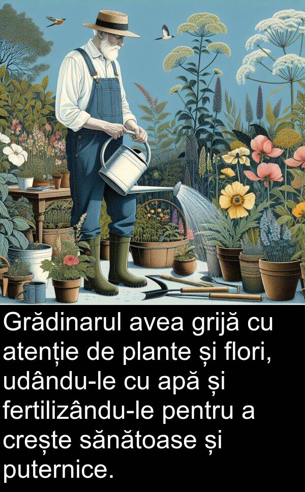 sănătoase: Grădinarul avea grijă cu atenție de plante și flori, udându-le cu apă și fertilizându-le pentru a crește sănătoase și puternice.