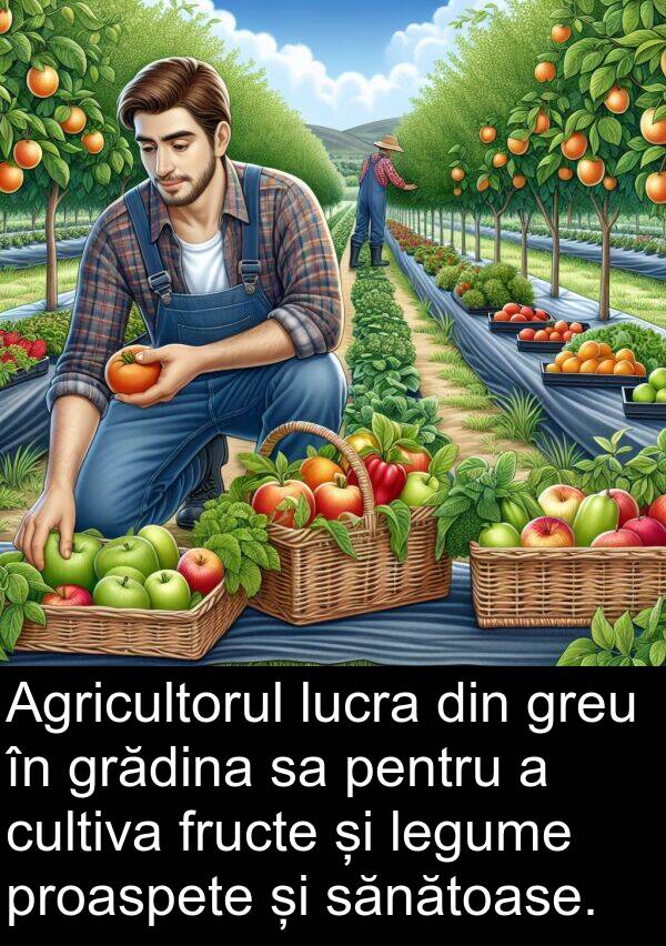 sănătoase: Agricultorul lucra din greu în grădina sa pentru a cultiva fructe și legume proaspete și sănătoase.