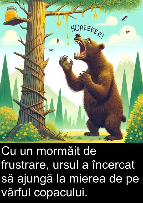 vârful: Cu un mormăit de frustrare, ursul a încercat să ajungă la mierea de pe vârful copacului.