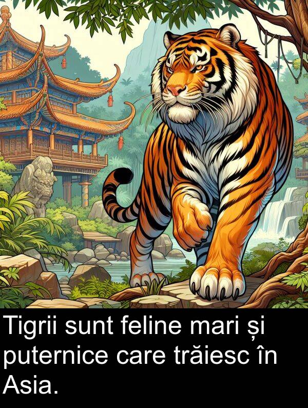 puternice: Tigrii sunt feline mari și puternice care trăiesc în Asia.