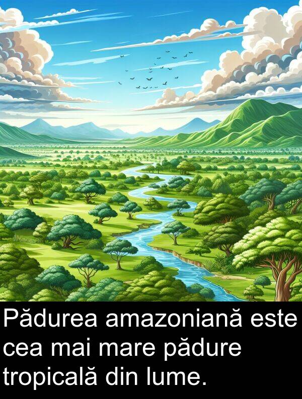 pădure: Pădurea amazoniană este cea mai mare pădure tropicală din lume.