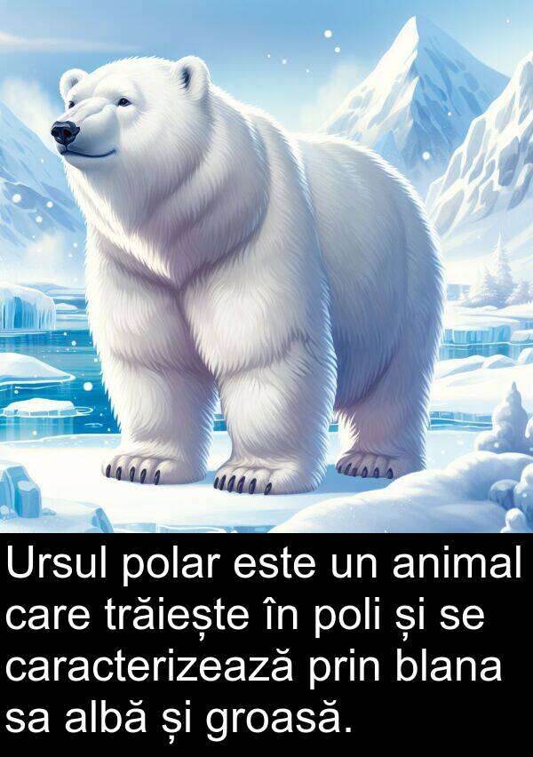 polar: Ursul polar este un animal care trăiește în poli și se caracterizează prin blana sa albă și groasă.