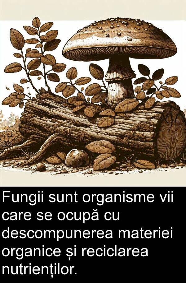 ocupă: Fungii sunt organisme vii care se ocupă cu descompunerea materiei organice și reciclarea nutrienților.