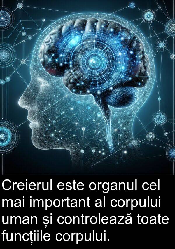 uman: Creierul este organul cel mai important al corpului uman și controlează toate funcțiile corpului.