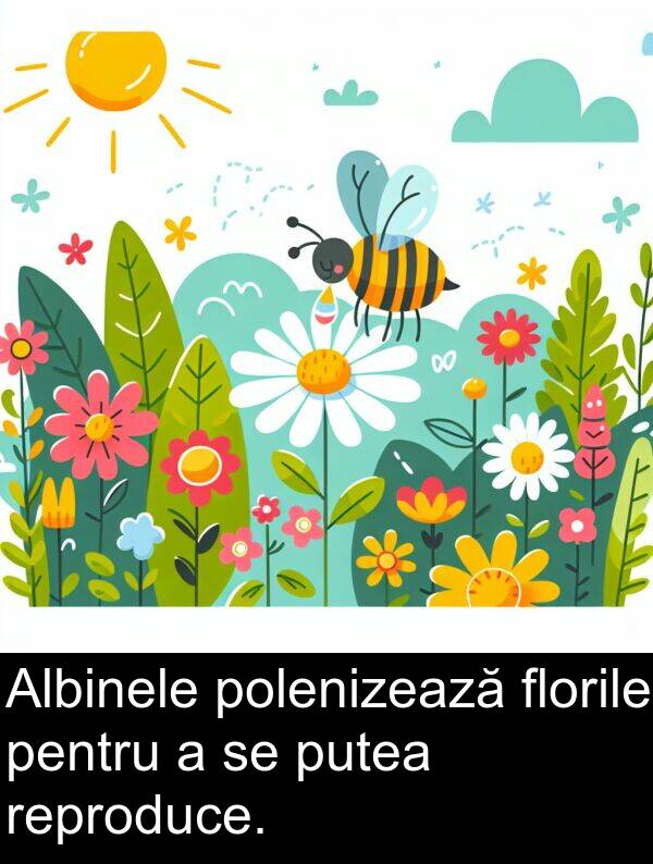 reproduce: Albinele polenizează florile pentru a se putea reproduce.